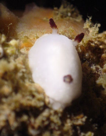 Cadlina pellucida